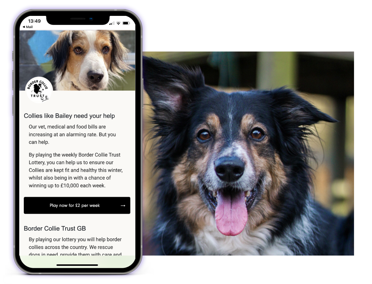 Phone displaying Border Collie Trust GB Mobile Lottery page, accompanied by image of a border collie.